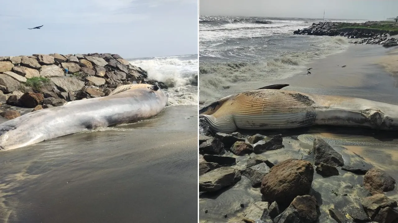 Kerala Whale Carcass